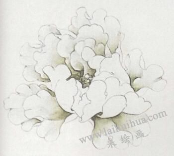 国画白牡丹花画法步骤02