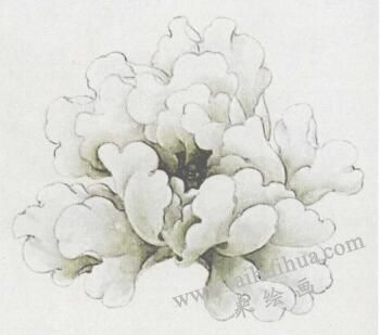 国画白牡丹花画法步骤03