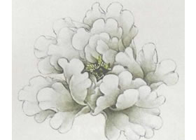 国画白牡丹花画法