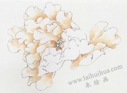 国画黄牡丹的画法步骤01