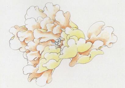 国画黄牡丹的画法步骤02