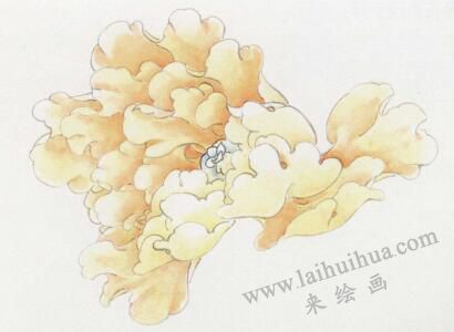 国画黄牡丹的画法步骤03
