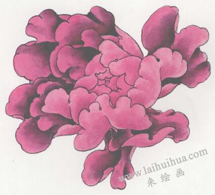 国画紫牡丹花画法