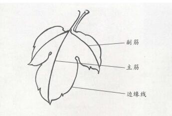 国画牡丹叶白描步骤01