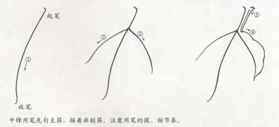 国画牡丹叶白描步骤02