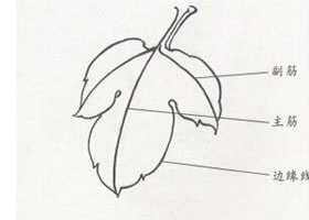 牡丹叶白描步骤