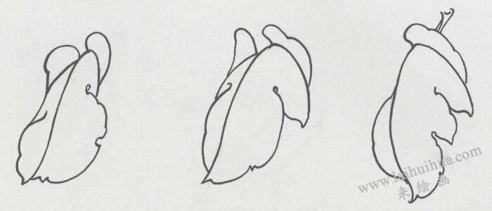国画牡丹叶白描造型02
