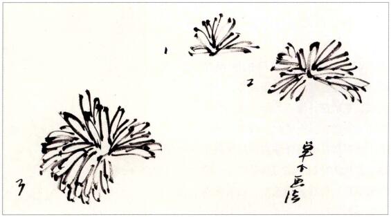 国画单个菊花花头画法