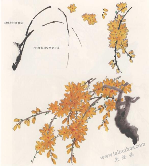 国画迎春花的画法