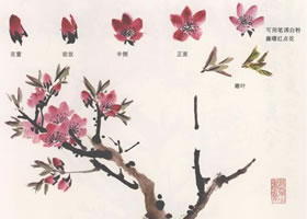 国画桃花的画法