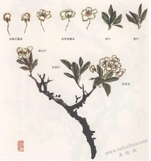 国画梨花的画法