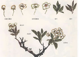 国画梨花的画法