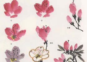 国画杜鹃花的画法