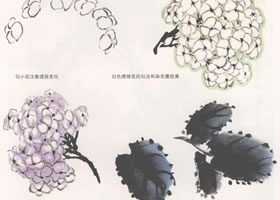 国画绣球花的画法