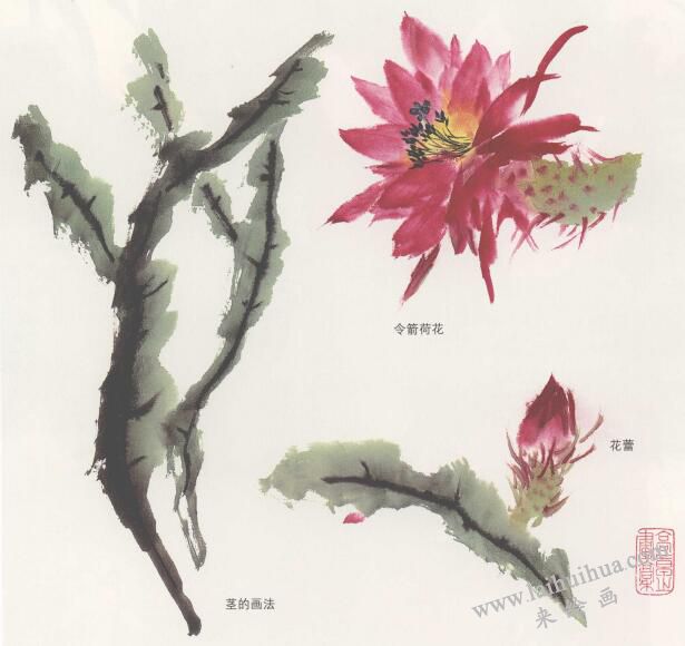 令箭荷花国画画法