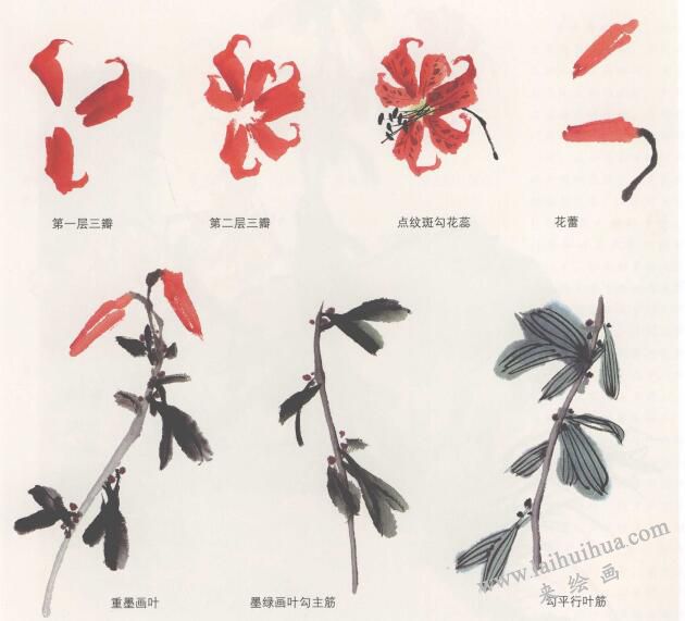 卷丹花国画画法