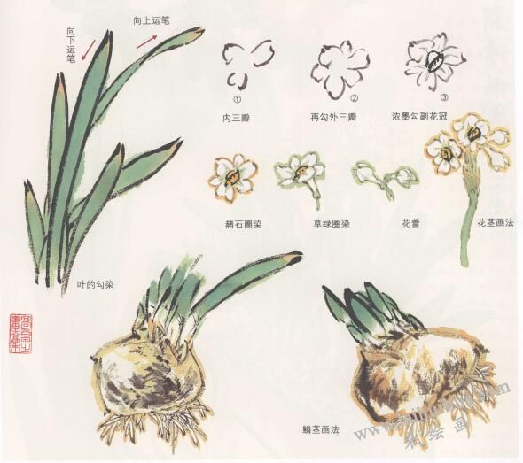 水仙花国画画法,水仙国画