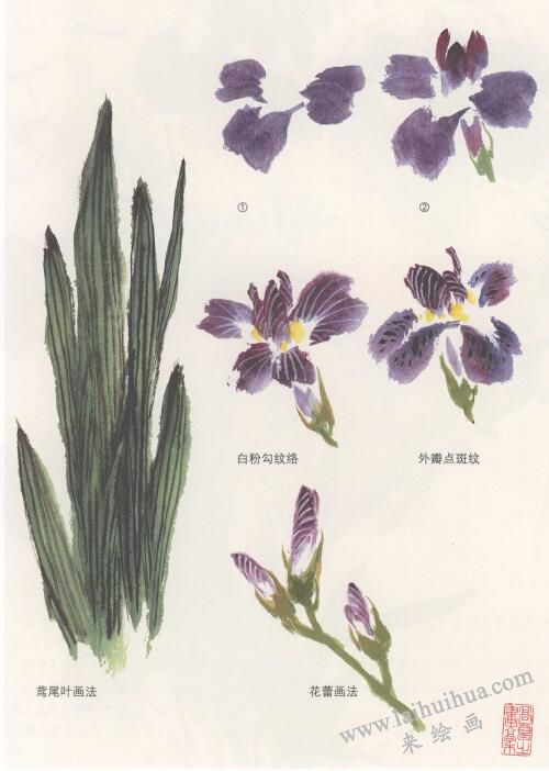 鸢尾花国画画法，蝴蝶兰国画画法