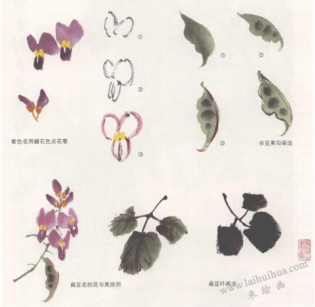 扁豆花国画画法，鹊豆花国画画法