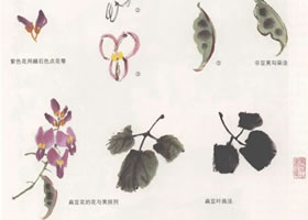 扁豆花国画画法