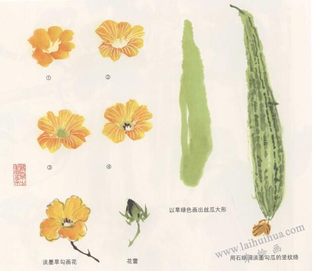 丝瓜花的国画画法