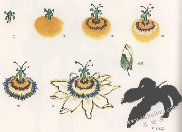 子午莲花的国画画法，子午莲的画法