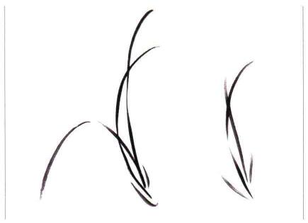 国画兰花:—丛兰叶的画法