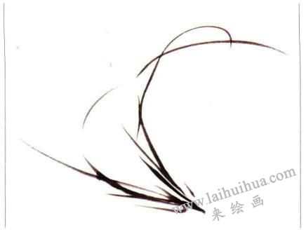 两丛兰叶的画法02
