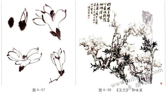 国画玉兰的画法01