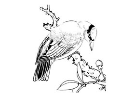 白描禽鸟的临摹方法及步骤