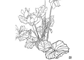 仙客来白描作品