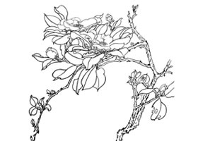 山茶白描作品