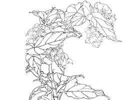 白描花卉作品