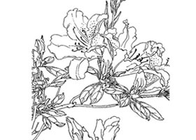 杜鹃花白描作品