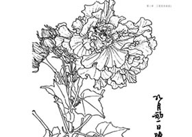 芙蓉白描作品