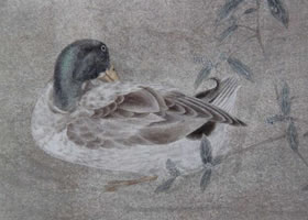 国画彩色禽鸟着色方法