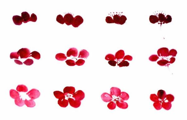 国画梅花花朵画法