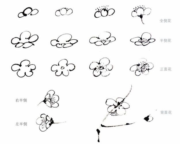 国画梅花勾勒画法