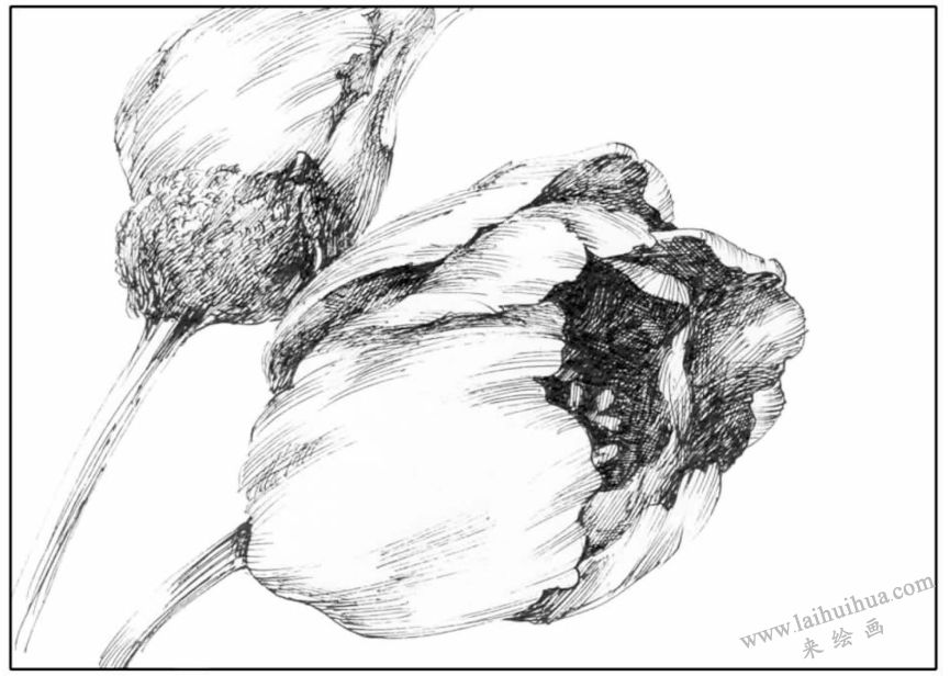 花卉素描之花的塑造