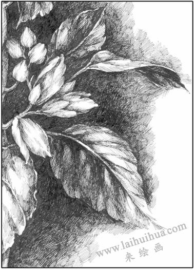 花卉素描中叶片的表现方法