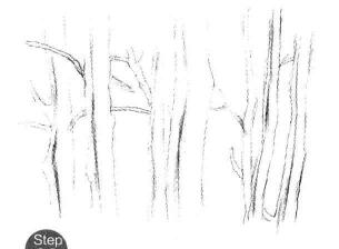 森林素描画法步骤03