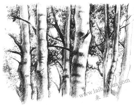森林素描画法步骤13