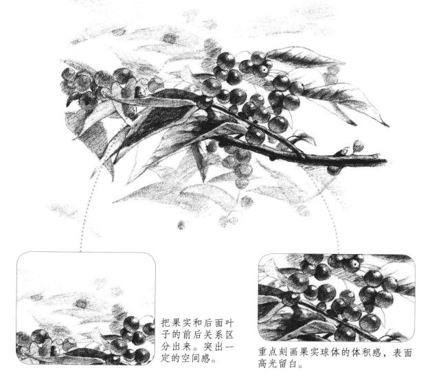 果园植物素描画法