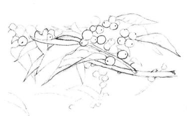 果园植物素描画法步骤03