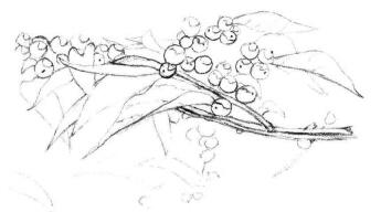 果园植物素描画法步骤04
