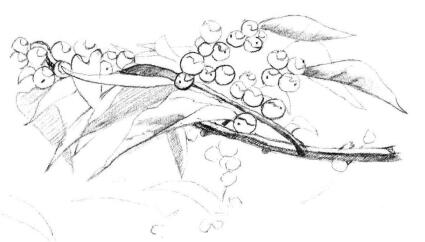 果园植物素描画法步骤05