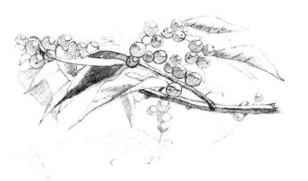 果园植物素描画法步骤06