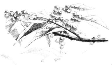 果园植物素描画法步骤08