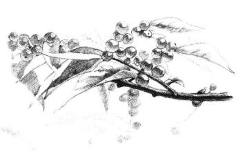 果园植物素描画法步骤09