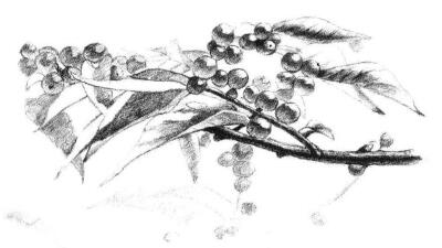 果园植物素描画法步骤10